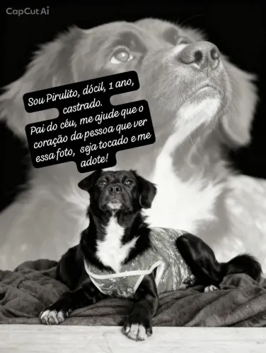 Me adote