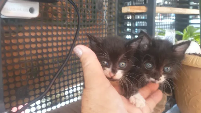 2 gatinhas retiradas de 1 container de lixo