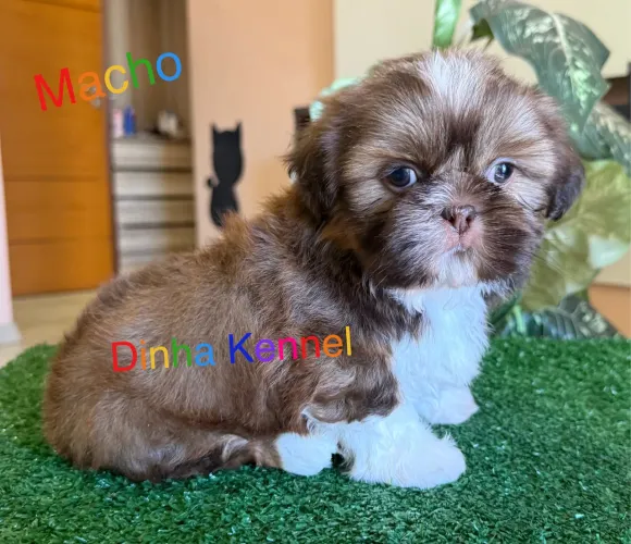 Filhotes de Shih tzu