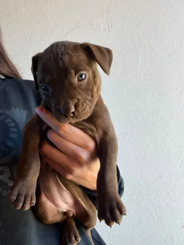 Filhote Pitbull 