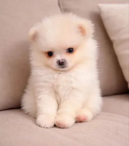 Spitz Alemão bebês com pedigree