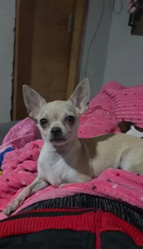 Vendo essa linda chihuahua fêmea com 1 ano e meio