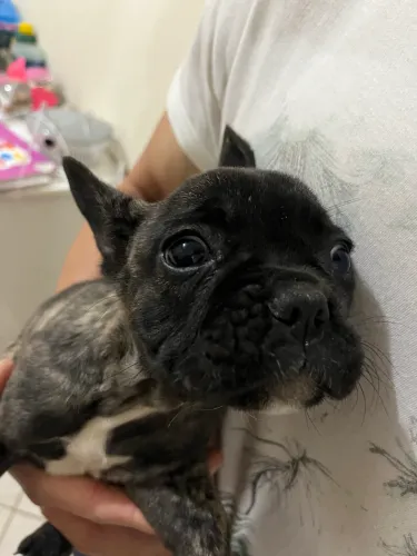 Buldogue francês 