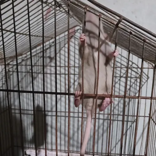 Ratinhos 