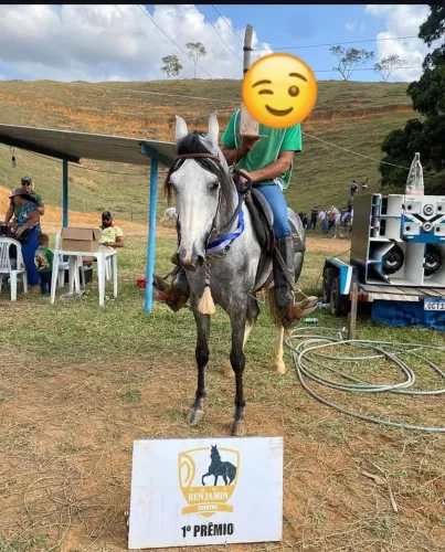 Cavalo castrado documentado