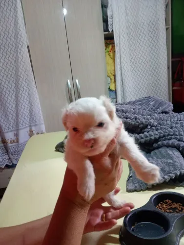 Vendo filhote cachorro poodle com maltês piquiines