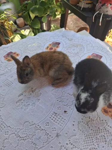 Coelhos netherland 