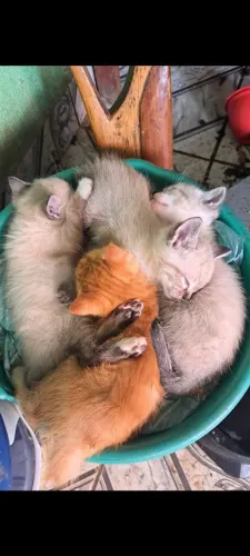 Gatos