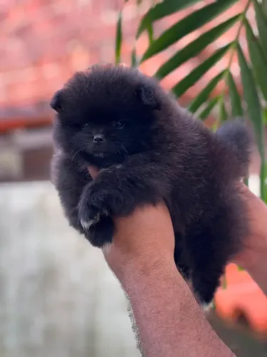 Spitz alemão filhote, padrão anão (fêmea)