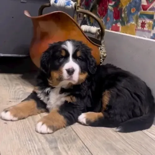 Filhotes de Bernese | Novos amigos de patas estão esperando por sua visita!