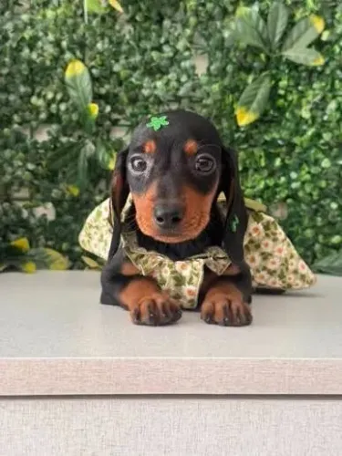 Teckel - Encontre Seu Novo Companheiro de Quatro Patas