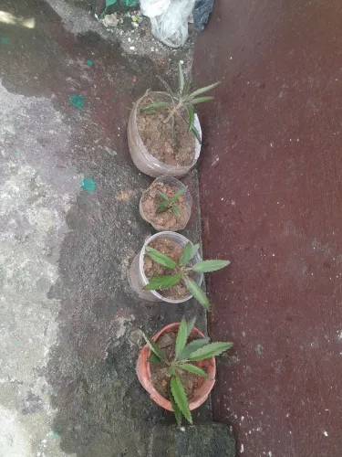 Planta pra vende dependendo do tamanho