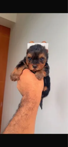 Yorkshire com pedigree 60 dias
