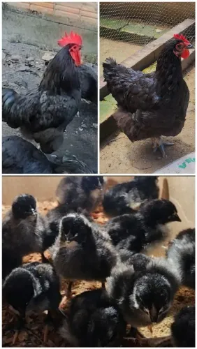 Pintinho gigante negro 