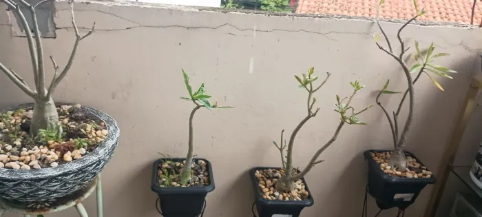 Rosa do deserto