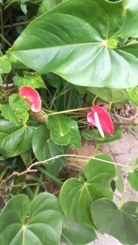Anturio vermelho