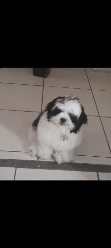 Cachorro shiatsu $ 650
