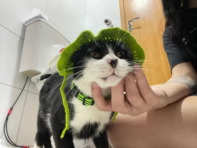 Gato castrado frajola + itens pessoais dele 