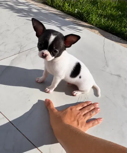 Chihuahua pêlo curto mini - com pedigree