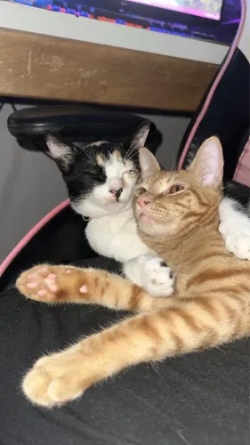 Gato manso DOAÇÃO 