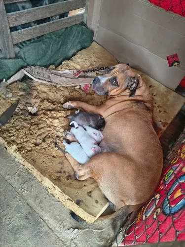 Pit Bull com American bully