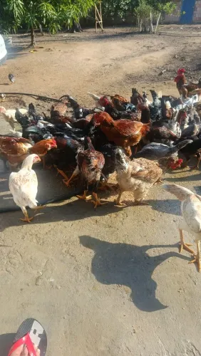 Vende-se patos, frango, galinha.