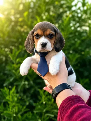Beagle macho encantador 