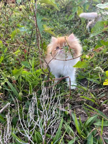 Gato persa fêmea alto padrão