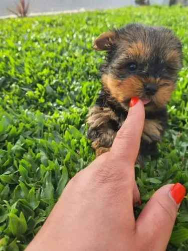 Filhote de Yorkshire Terrier com vacina V10 importada