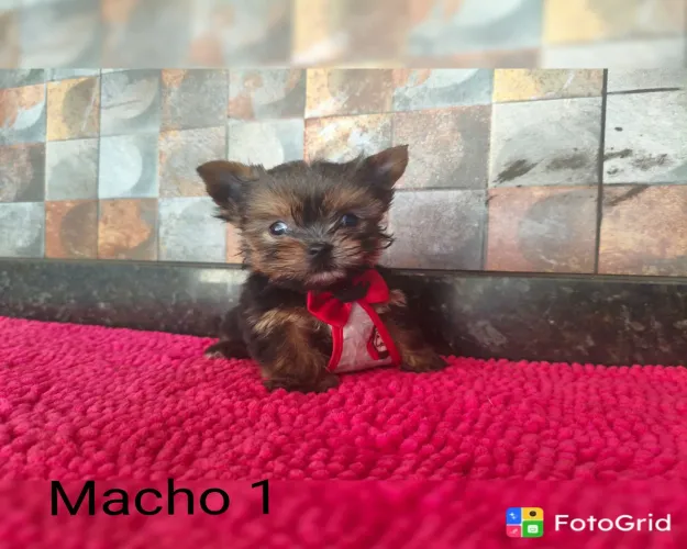 YORKSHIRE MICRO PROMOÇÃO PEDIGREE CBKC 