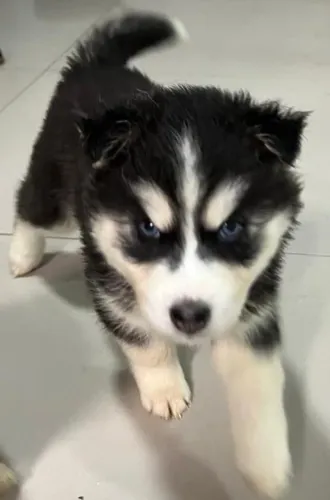 Filhotes de husky fêmea olhos azuis!