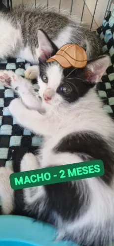 GatinhO para ADOÇÃO 