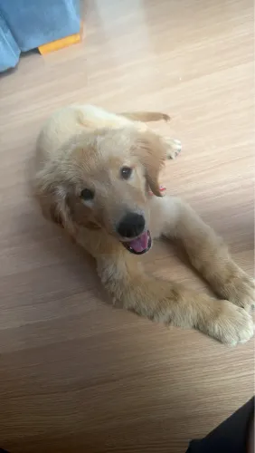 FILHOTE DE GOLDEN ( 3 MESES )