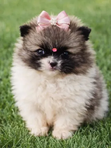 Spitz alemão Lulu da Pomerania