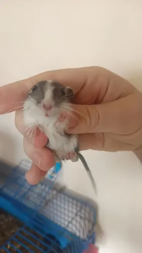 Gerbil esquilo da mongolia