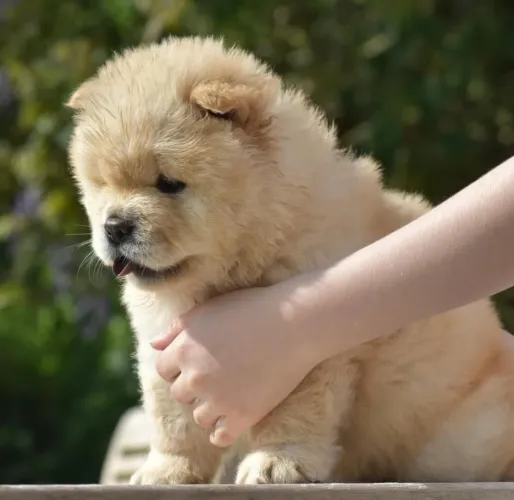 Filhote Chow-chow, Cãopanheiros leais prontos para fazer parte da sua vida!
