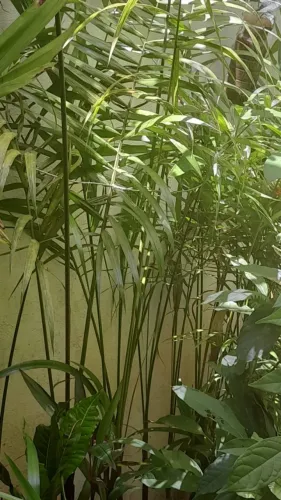 Palmeira-imperial - Roystonea oleracea (vendo mudas)