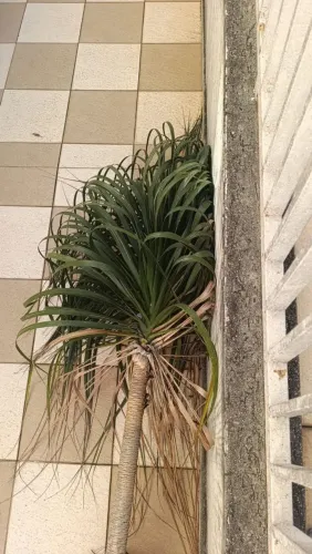 Árvore para de elefante palmeira