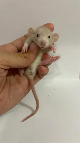 Filhote rato Dumbo