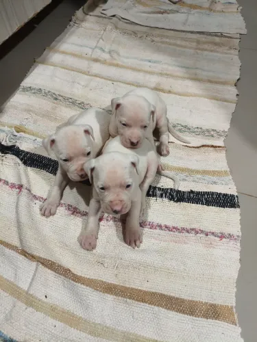 Filhotes de Dog argentino 