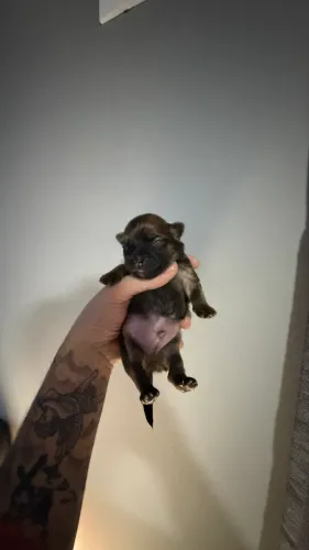 CHIHUAHUA MACHO PELO LONGO