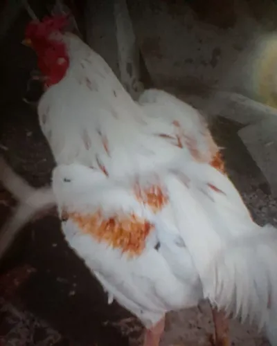 Animais de estimação