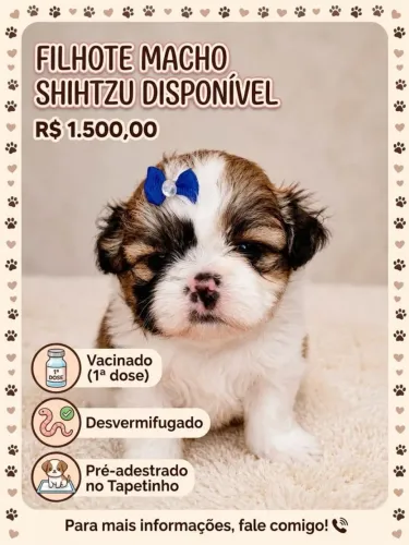 Machinho Shitzu