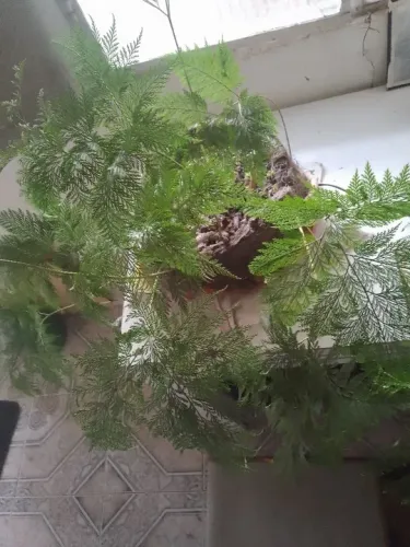 Samambaia de renda...Zamioculca pequena e outros. 