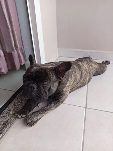 Filhote de Bulldog Francês