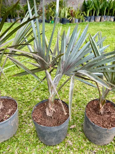 Palmeira azul 