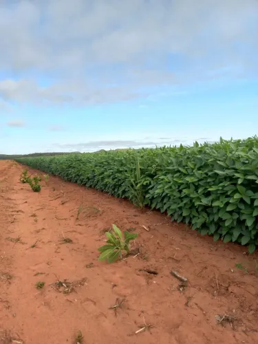 R$1Bilhao e 100 milhões Fazenda à venda 30 mil hectares em Balsas-MA