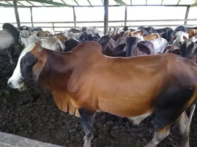 Fazenda 700 x 2.000 em Autazes 1.500.010,00