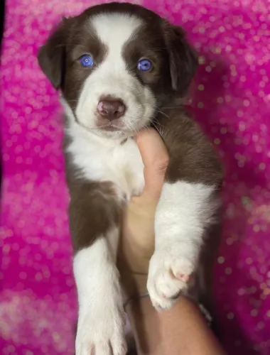 Border collie Filhote de cachorro com olhos azuis!