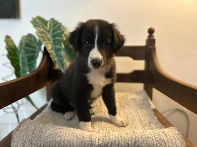 Filhote - Collie/Ovelheiro - Fêmea